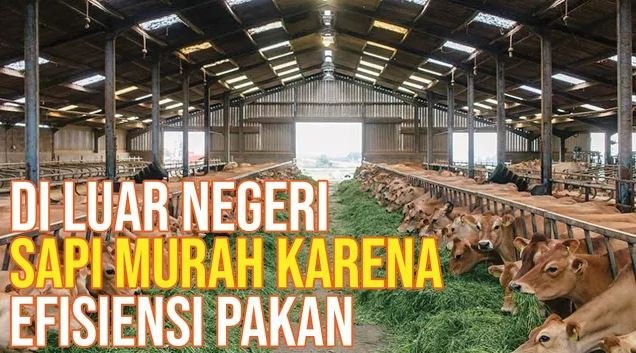 
                                 Efisiensi-Pembuatan-Dan-Pemberian-Pakan-Pada-Peternakan-Sapi